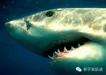 充電市場巨頭博弈:國網(wǎng)撤了 鯰魚來了 鯊魚也來了